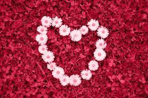 Heart made of daisies, love symbol. Tinted image, color of the year 2023 viva magenta photo