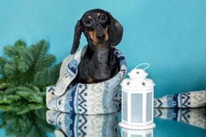 a dachshund dog in full growth in a Christmas setting. Portrait of a dog on a festive background photo