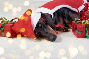 lindo perro dachshund en un sombrero de santa en el fondo de un árbol de navidad foto