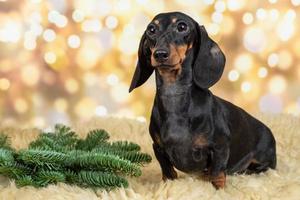 un perro salchicha en pleno crecimiento en un entorno navideño. retrato de un perro sobre un fondo festivo foto