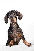 Portrait of an old frightened gray-haired dachshund dog, peeking out from behind a partition photo