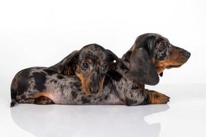 A pair of marble smooth-haired dachshund puppies got tired of th