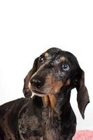 Portrait of an old sad gray-haired dachshund dog, isolated on a white background photo