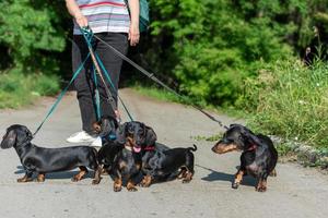 Walking a pack of dogs, a dachshund breed, and a lonely man in the background on a city street photo