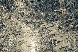 Hiking trail in natural tropical jungle forest Ilha Grande Brazil. photo