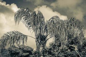 Nature with palm trees of tropical island Ilha Grande Brazil. photo