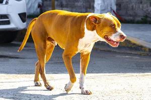 Brown stray dog at the ferry in Chiquila Mexico. photo