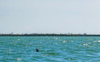 Dolphins swimming in the water off Holbox Island Mexico. photo