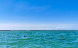 Dolphins swimming in the water off Holbox Island Mexico. photo