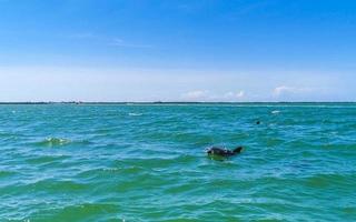 Dolphins swimming in the water off Holbox Island Mexico. photo