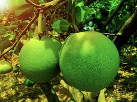 Whole fresh  pomelo fruits hang on the trees in the pomelo garden. Harvest of tropical pomelo in orchard. Pomelo is the traditional new year food in China. In the concept of light reflecting on fruit. photo