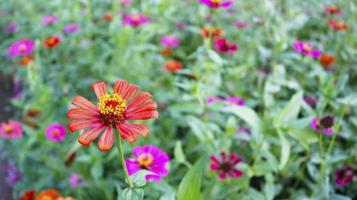 Orange red flowers of Zinnia elegans, common zinnia in the formal garden. Plant of the genus zinnia with foliage background. photo