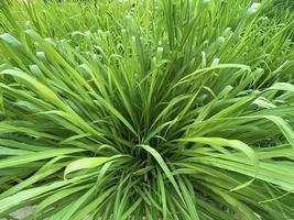 Napier grass Pennisetum purpureum, slender green leaves Used as food for ruminants Can be cut And design editing photo