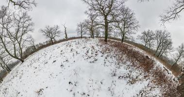 spinning and torsion and looking up into oak grove winter forest with snow. Trees growing in the sky video