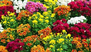 Chrysanthemum, indicum, In full bloom in  garden among green Leave blur background ,selective focus point. photo