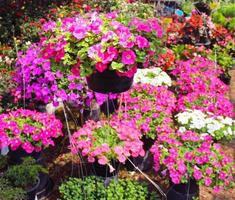 petunia rosa, surfinia, en plena floración en el jardín entre el fondo verde borroso, punto de enfoque selectivo. foto