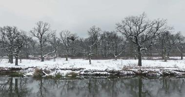 survolant la rivière un jour d'hiver avec vue sur la chênaie video