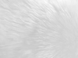 White clean wool texture background. light natural sheep wool. white seamless cotton. texture of fluffy fur for designers. close-up fragment white wool carpet. photo