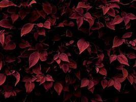 leaf in dark red texture, abstract pattern nature background.used for making backgrounds or wallpapers with space for text. photo