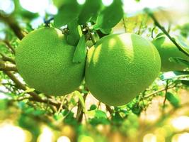 Whole fresh  pomelo fruits hang on the trees in the pomelo garden. Harvest of tropical pomelo in orchard. Pomelo is the traditional new year food in China. in bokeh blur background concept. photo