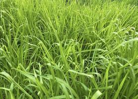 Napier grass Pennisetum purpureum, slender green leaves Used as food for ruminants Can be cut And design editing photo