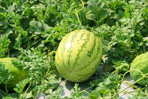 sandía verde que crece en el jardín. y tiene hojas verdes como fondo en el concepto de fruta fresca. foto