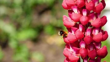 Bumblebee collecting nectar and pollen from the flowers of red lupine. video