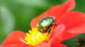 Cetonia Aurata also known as Rose Chafer on the Red Dahlia flower, macro video