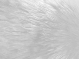 White clean wool texture background. light natural sheep wool. white seamless cotton. texture of fluffy fur for designers. close-up fragment white wool carpet. photo