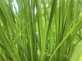 hierba napier pennisetum purpureum, las hojas verdes delgadas utilizadas como alimento para rumiantes se pueden cortar y editar el diseño foto