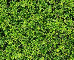 leaf in dark green texture, abstract pattern nature background.used for making backgrounds or wallpapers with space for text. photo