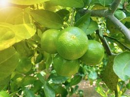 The whole fresh green lemon on the branches of the lime tree has a green background, it looks natural. photo