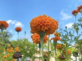 Marigold ro tagetes erecta. flower in garden, on sky natural beautiful background.selection focus.Concept plant family Asteraceae. photo
