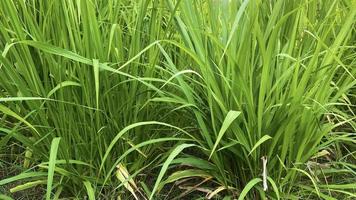 Napier grass Pennisetum purpureum, slender green leaves Used as food for ruminants Can be cut And design editing photo