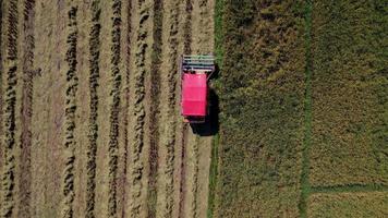 Aerial view of Combine harvester machine with rice paddy field. Harvester for harvesting rice at work in Thailand. Drone flies over rice straw workers after the harvest season in a large paddy field. video