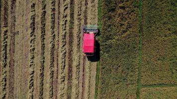 vue aérienne de la moissonneuse-batteuse avec rizière. moissonneuse pour la récolte du riz au travail en thaïlande. drone survole les travailleurs de la paille de riz après la saison des récoltes dans une grande rizière. video