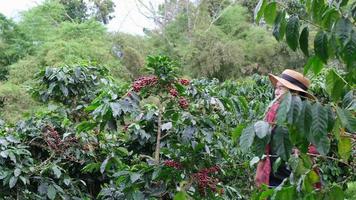 agricultor asiático moderno usando tableta digital y revisando granos de café maduros en la plantación de café. aplicación de tecnología moderna en el concepto de actividad de cultivo agrícola. video