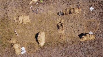 Rice fields after harvesting rice in Thailand. Drone flies over the haystack after the harvest season in the paddy fields. Top view of autumn after harvest with fallen straws in farming village. video