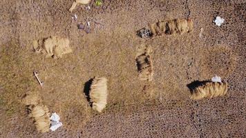 campos de arroz após a colheita de arroz na tailândia. drone voa sobre o palheiro após a época de colheita nos arrozais. vista superior do outono após a colheita com palhas caídas na aldeia agrícola. video