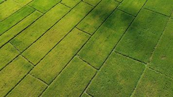 aereo Visualizza di verde fertile terreni agricoli di riso campi. bellissimo paesaggi di agricoltura o coltivazione le zone nel Tailandia. coltivazione attività commerciale. video