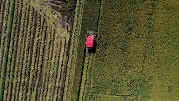 Aerial view of Combine harvester machine with rice paddy field. Harvester for harvesting rice at work in Thailand. Drone flies over rice straw workers after the harvest season in a large paddy field. video