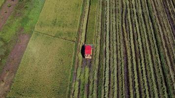 vista aérea da colheitadeira com campo de arroz. colheitadeira para colheita de arroz no trabalho na tailândia. drone voa sobre trabalhadores de palha de arroz após a colheita em um grande campo de arroz. video