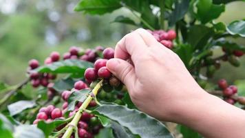 captura recortada de un agricultor recogiendo granos de café arábica en la planta de café y examinando granos de café maduros en la plantación de café. video