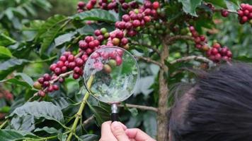 captura recortada de un agricultor moderno sosteniendo una lupa mirando los granos de café en la planta de café y examinando los granos de café maduros en la plantación de café. video