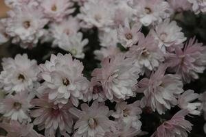 Bouquet of chrysanthemums located in a local garden in late autumn, early winter photo