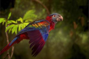 Bird of south america in the nature habitat photo