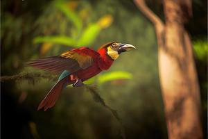 Bird of south america in the nature habitat photo