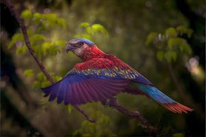 Bird of south america in the nature habitat photo