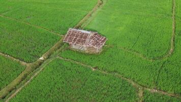 vista aerea del drone dell'agricoltura nelle risaie per la coltivazione. volo sopra la verde risaia durante il giorno. piccola capanna nella risaia. naturale lo sfondo della trama. video