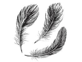 Feathers on white background. Hand drawn sketch style. Vector. vector